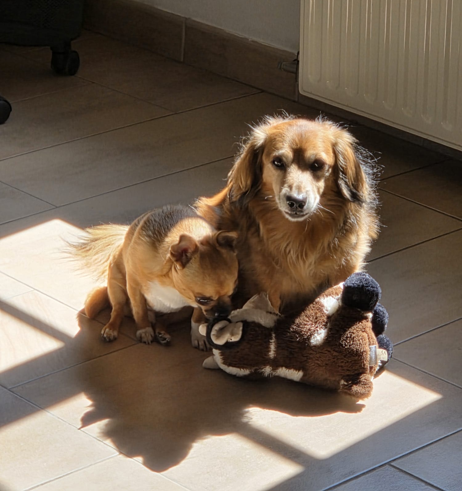 Lees meer over het artikel Because all animals matter!